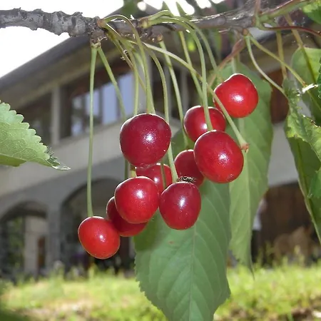 Bed and Breakfast Bosco Dei Cervi Grizzana