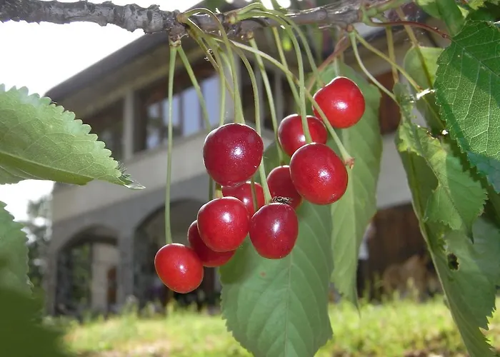 Bed & Breakfast Bosco Dei Cervi Grizzana